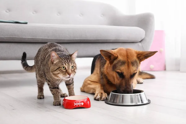 Adorable Gato Rayado Perro Comiendo Juntos Interior Amistad Animal — Foto de Stock