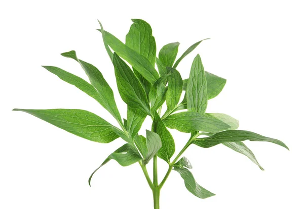 Hojas Peonía Verde Fresca Sobre Fondo Blanco —  Fotos de Stock