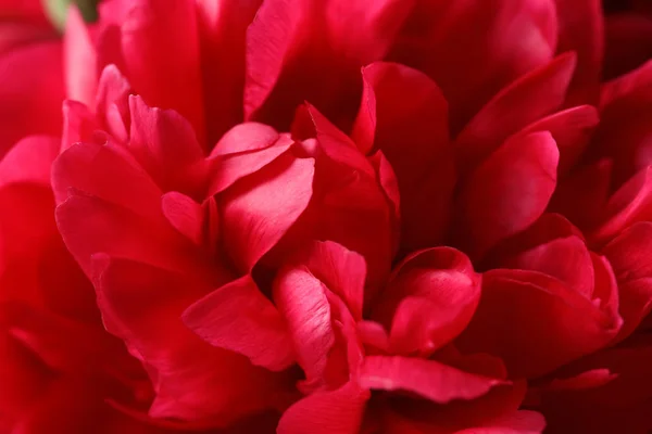 Schöne Blühende Pfingstrosenblume Als Hintergrund Nahaufnahme — Stockfoto