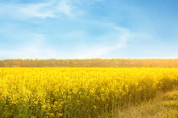 Veld Met Bloeiende Bloemen Lentemorgen — Stockfoto