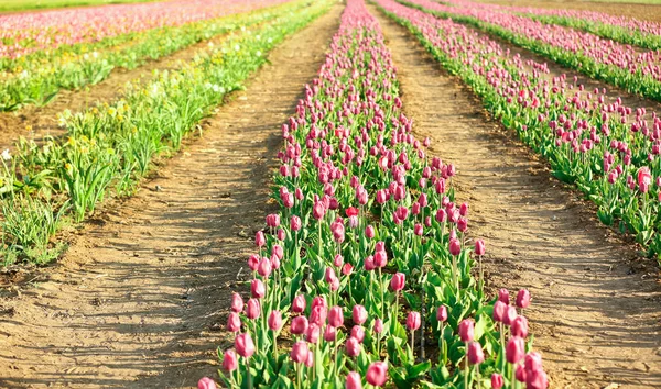 Malerischer Blick Auf Das Feld Mit Blühenden Tulpen Einem Sonnigen — Stockfoto
