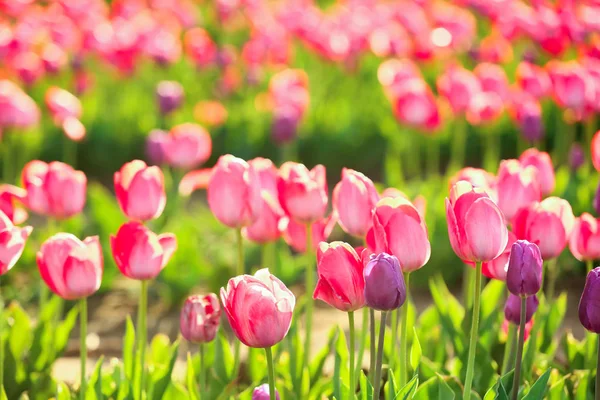 Vue Pittoresque Champ Avec Des Tulipes Fleurs Jour Ensoleillé Printemps — Photo