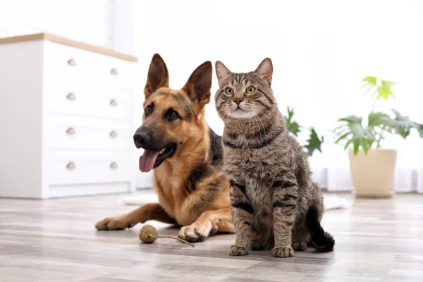 Schattige Kat Hond Rust Samen Thuis Dierlijke Vriendschap — Stockfoto