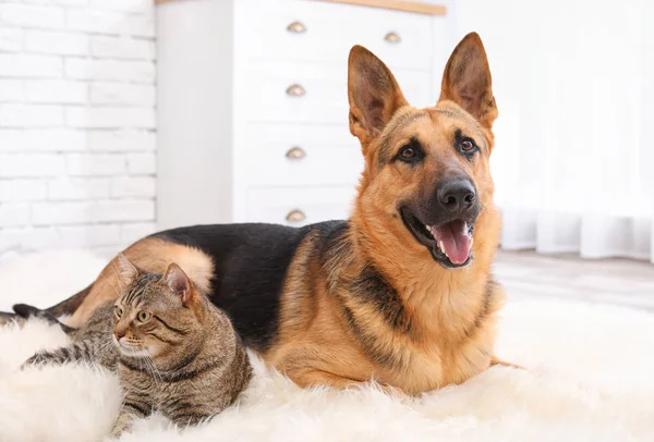 Gato Adorável Cão Descansando Juntos Tapete Difuso Dentro Casa Amizade — Fotografia de Stock