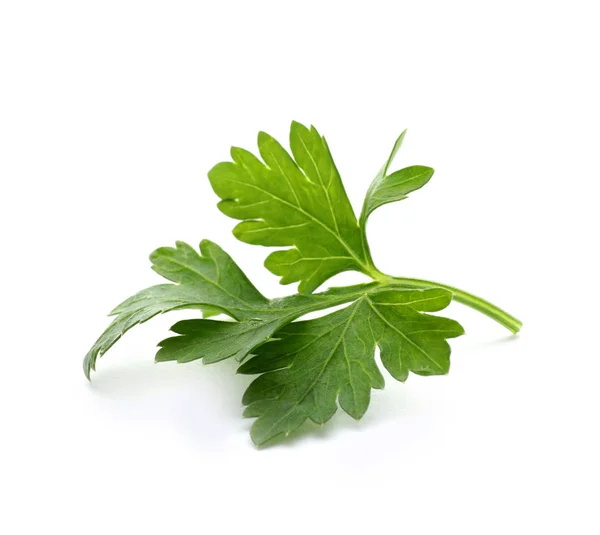 Fresh Green Parsley White Background — Stock Photo, Image