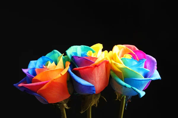 Niesamowite Rainbow Rose Kwiaty Czarnym Tle — Zdjęcie stockowe