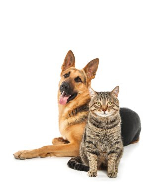 Sevimli kedi ve köpek beyaz arka plan üzerinde. Hayvan dostluk