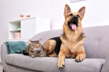 Sevimli kedi ve köpek birlikte kanepede kapalı dinlenme. Hayvan dostluk