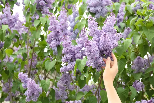 Giovane Donna Che Raggiunge Fioritura Lilla All Aperto Giorno Primavera — Foto Stock