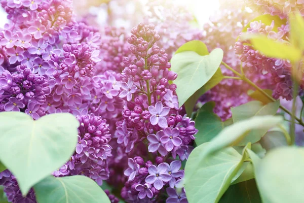 Blossoming Lilás Livre Dia Primavera — Fotografia de Stock
