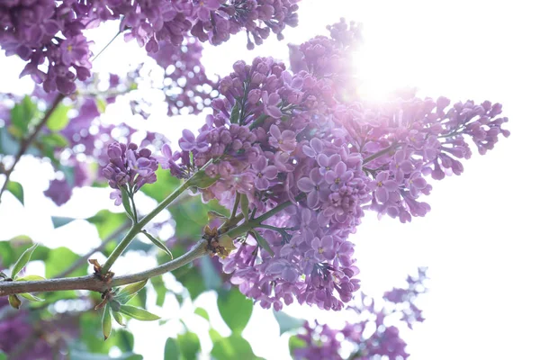 Kwitnąca Liliowy Słoneczny Wiosenny Dzień — Zdjęcie stockowe