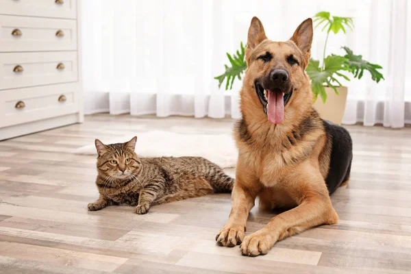 Gato Cão Adoráveis Descansando Juntos Casa Amizade Animal — Fotografia de Stock