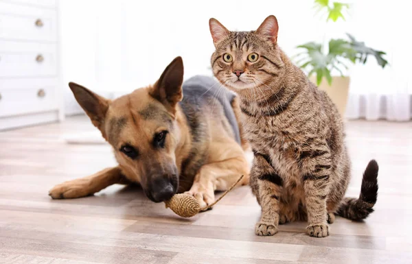 Αξιολάτρευτο Γάτα Και Σκύλο Που Αναπαύεται Μαζί Στο Σπίτι Φιλία — Φωτογραφία Αρχείου