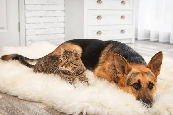 Adorable Gato Perro Descansando Juntos Alfombra Borrosa Interior Amistad Animal — Foto de Stock