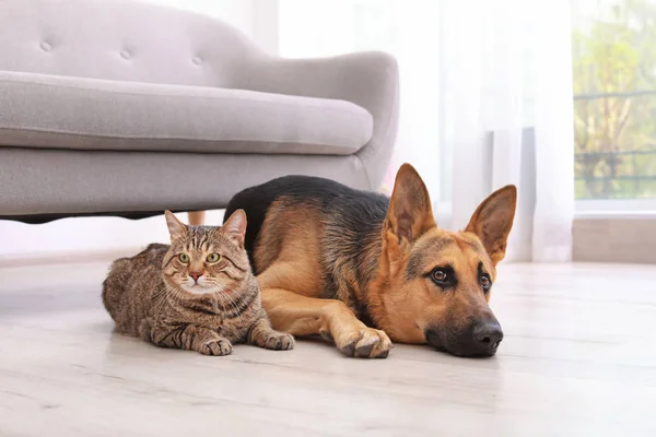 Adorable Gato Perro Descansando Juntos Cerca Del Sofá Interior Amistad —  Fotos de Stock