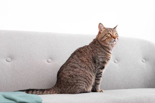 Söpö Raidallinen Kissa Istuu Sohvalla Sisätiloissa — kuvapankkivalokuva