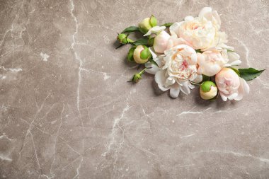 Güzel çiçek açan şakayık çiçekleri gri arka planda, üstten görünüm