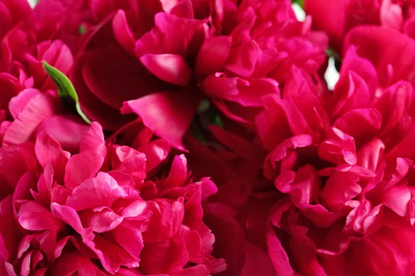 Lindas Flores Peônia Florescendo Como Fundo Close — Fotografia de Stock