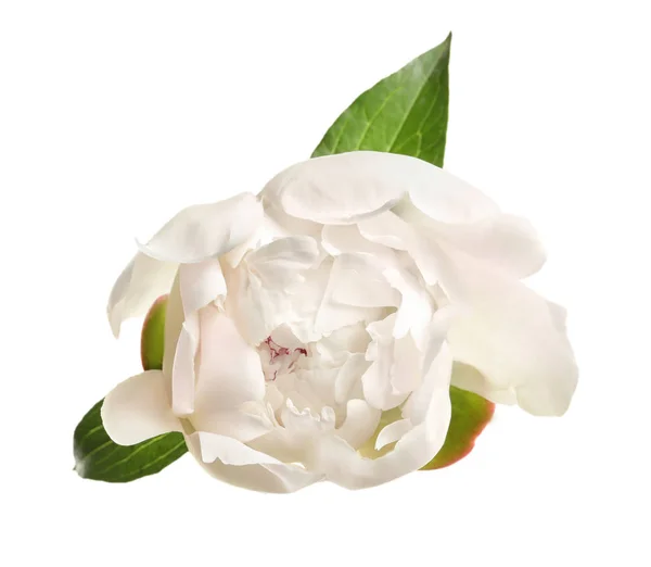 Hermosa Flor Peonía Fondo Blanco —  Fotos de Stock