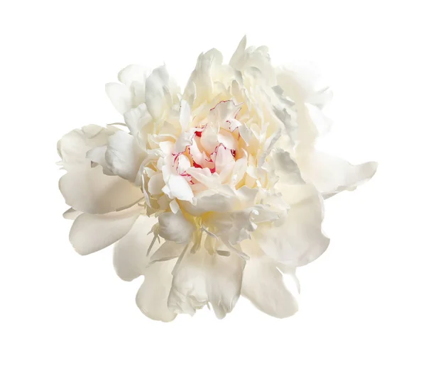 Красива Квітуча Квітка Півонії Білому Тлі — стокове фото