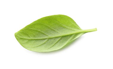 Beyaz zemin üzerine Yeşil taze fesleğen yaprağı