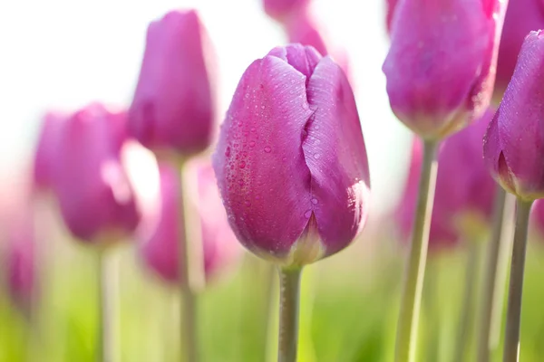 Des Tulipes Fleurs Dans Champ Jour Ensoleillé Printemps — Photo