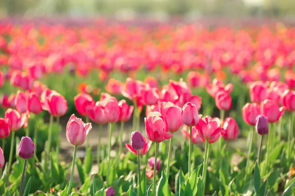 Malowniczy Widok Pola Kwitnących Tulipanów Słoneczny Wiosenny Dzień — Zdjęcie stockowe