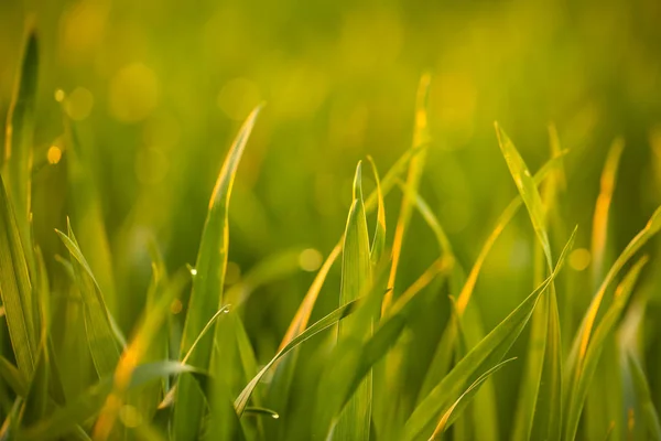 Unga Grönt Gräs Med Dew Drops Fältet Våren Morgonen — Stockfoto