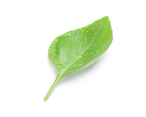 Свіжий Зелений Лист Базиліка Білому Тлі — стокове фото