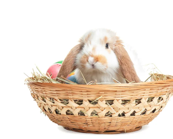 Coelho Bonito Cesta Vime Com Ovos Páscoa Fundo Branco — Fotografia de Stock