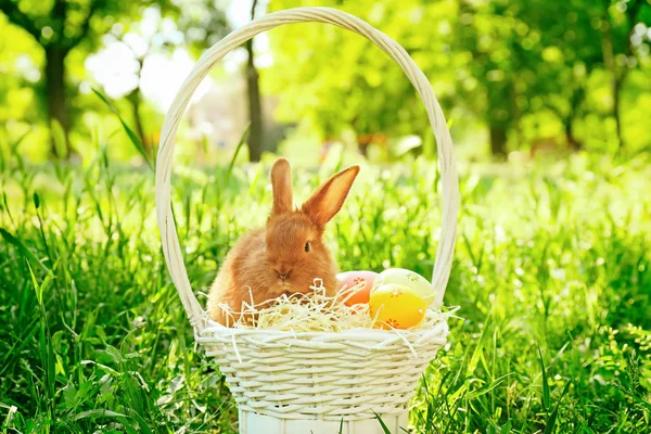 Милий Кролик Плетеному Кошику Великодніми Яйцями Серед Зеленої Трави Відкритому — стокове фото