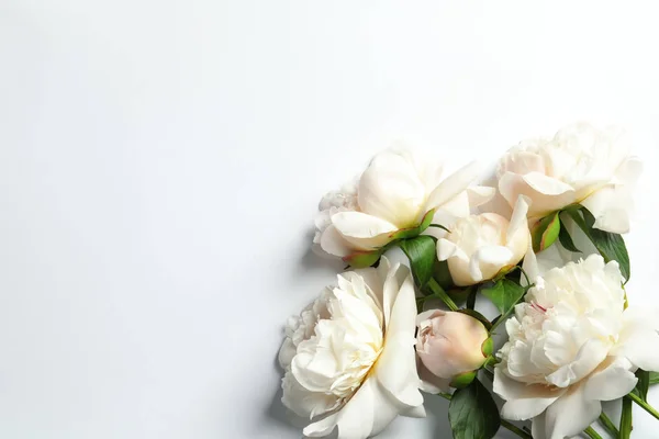 Güzel Çiçek Açan Şakayık Çiçekleri Beyaz Arka Planda Üstten Görünüm — Stok fotoğraf