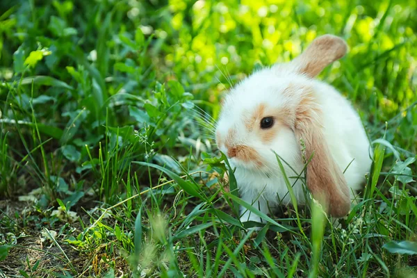 Lapin Pelucheux Mignon Parmi Herbe Verte Extérieur — Photo