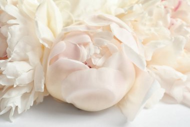 Açık renkli, tatlı güzel çiçek açan şakayık çiçek