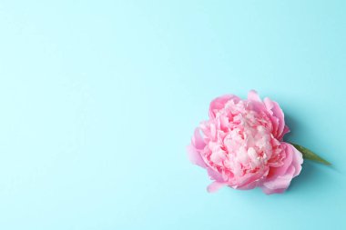 Güzel kokulu peony çiçek renk arka plan üzerinde