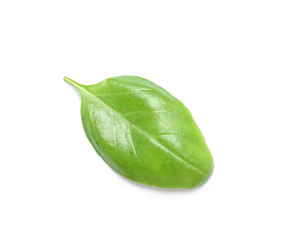 Свіжий Зелений Лист Базиліка Білому Тлі — стокове фото