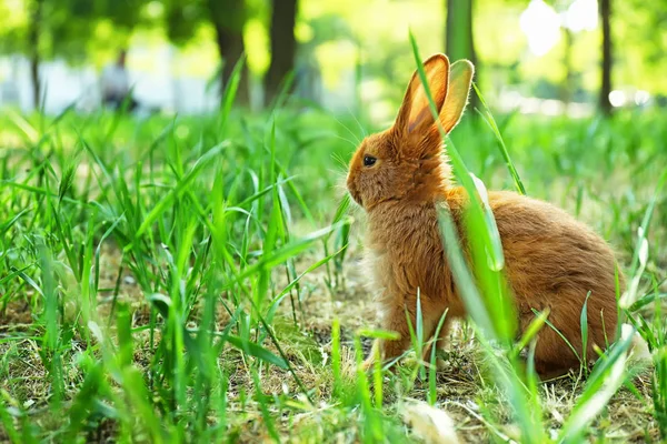 Söta Röda Kaninen Bland Grönt Gräs Utomhus — Stockfoto