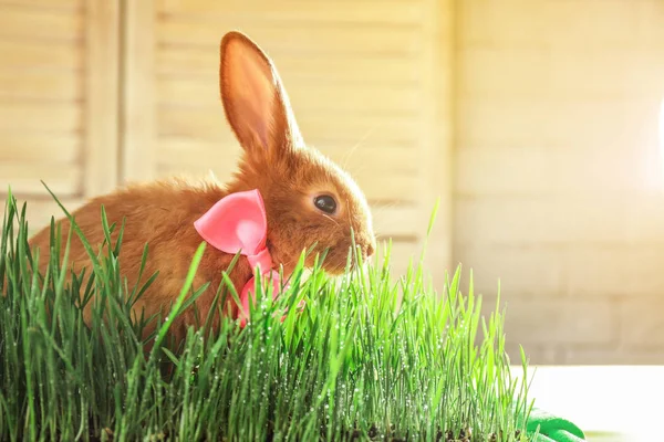 Entzückender Roter Hase Mit Schleife Gras — Stockfoto