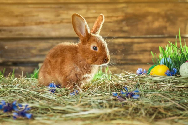 Bedårande Påskharen Och Färgade Ägg Halm — Stockfoto