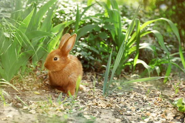 Adorável Coelho Fofo Livre Dia Primavera — Fotografia de Stock