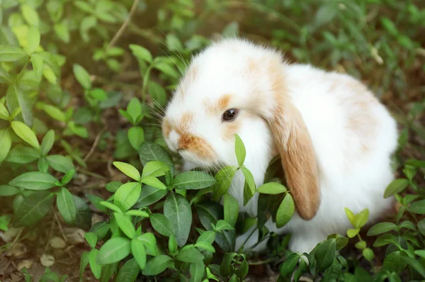 可爱的毛茸茸的兔子在户外的春天天 — 图库照片