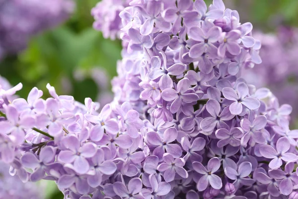 Blossoming Lilac Outdoors Spring Day — Stock Photo, Image