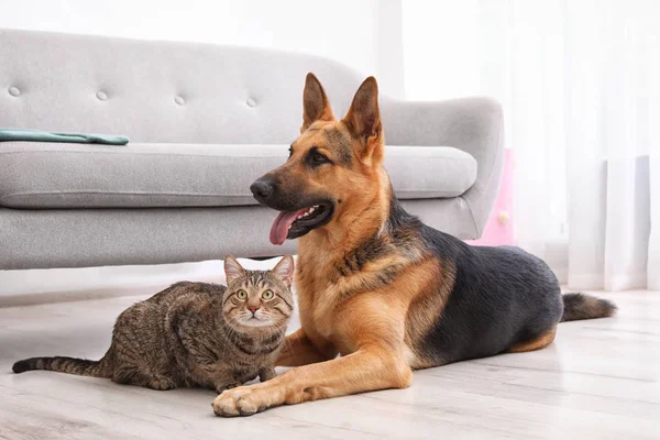 Gato Adorável Cão Descansando Juntos Perto Sofá Dentro Casa Amizade — Fotografia de Stock
