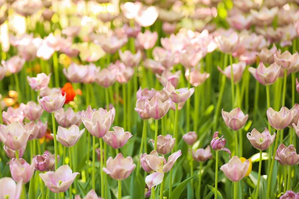 Bloeiende Tulpen Buiten Zonnige Lentedag — Stockfoto