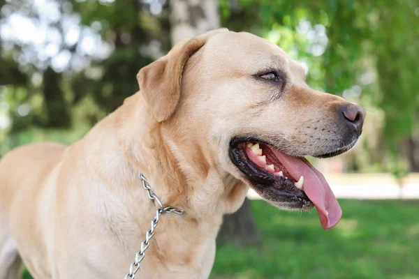 Adorable Perro Aire Libre Día Soleado Cuidado Mascotas — Foto de Stock