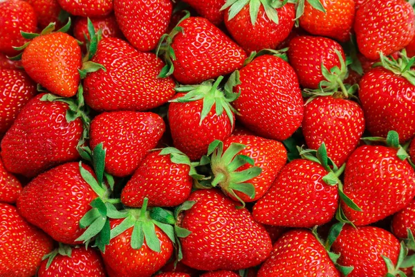 Veel Rijpe Rode Aardbeien Als Achtergrond Close — Stockfoto