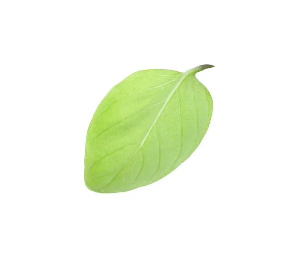 Beyaz Zemin Üzerine Yeşil Taze Fesleğen Yaprağı — Stok fotoğraf