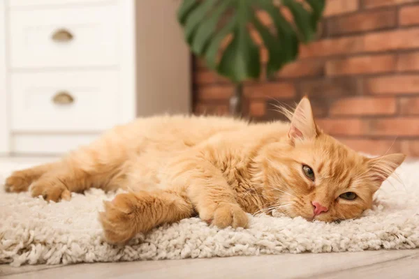 可爱的猫躺在地毯上在家 — 图库照片
