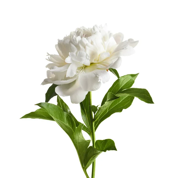 Vackra Blommande Pion Blomma Vit Bakgrund — Stockfoto