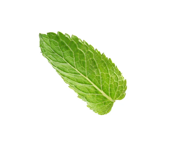 Hoja Menta Verde Fresca Sobre Fondo Blanco — Foto de Stock